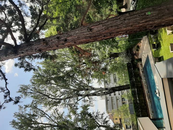 Outdoor hotel pool shaded by tall pines with lounge chairs and city apartments nearby.