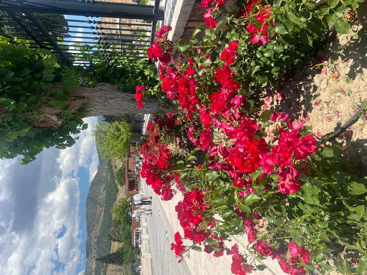 Vibrant red roses line a sunny walkway with distant hills and blue sky.