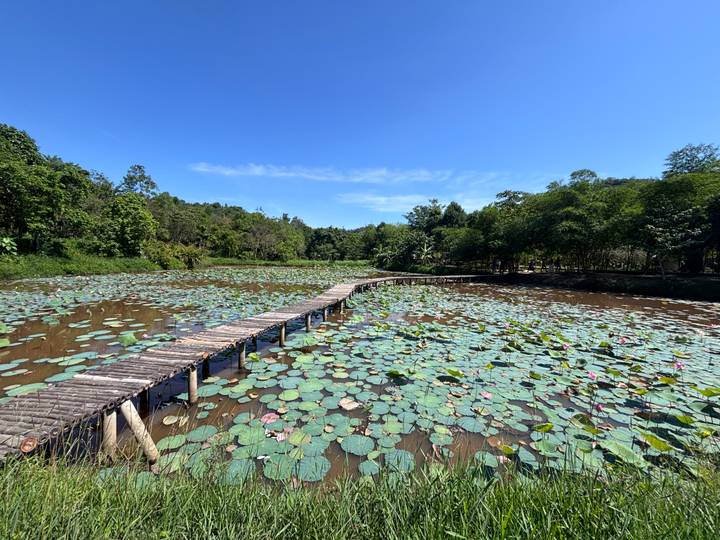 A wooden footbridge meanders across a tranquil lotus pond surrounded by lush greenery.