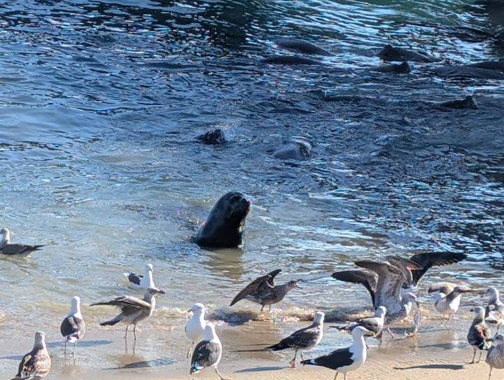 Sea lion pops its head above shimmering harbour water surrounded by gulls waiting for scraps.