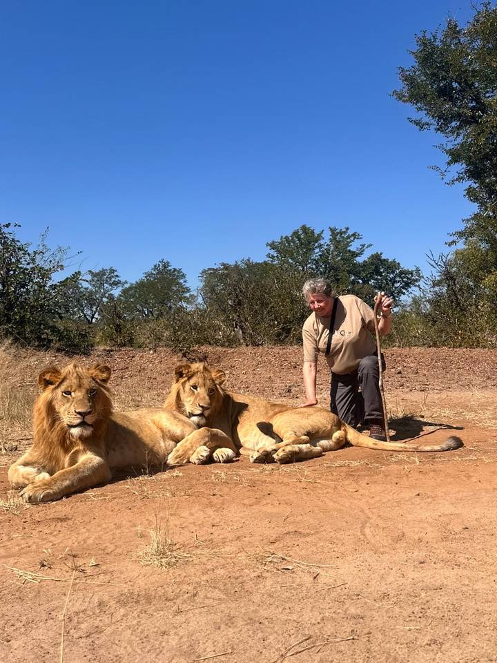 Visitor kneels next to two young lions in dry bush landscape under clear blue sky.