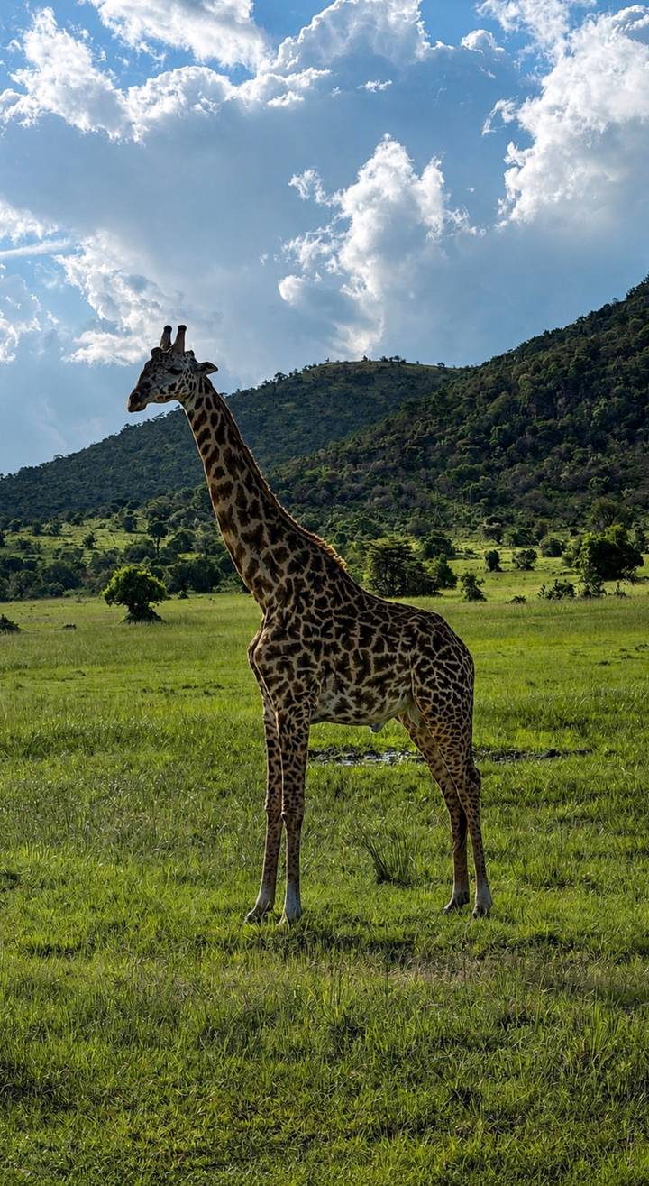 Tall giraffe standing alert on green savannah with wooded hills behind.