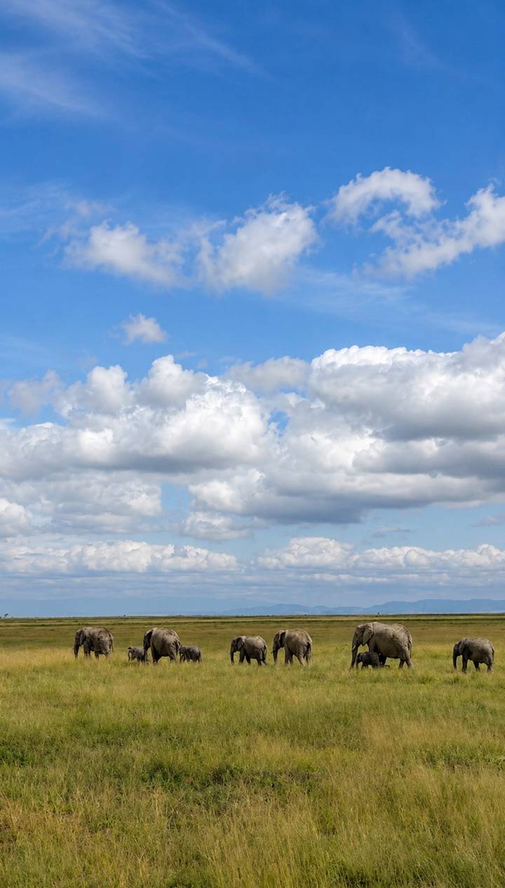 Blue sky filled with scattered white cumulus clouds.