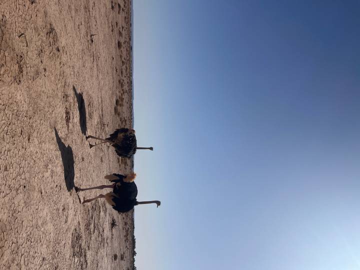 Two ostriches striding across cracked desert plain under cloudless sky.