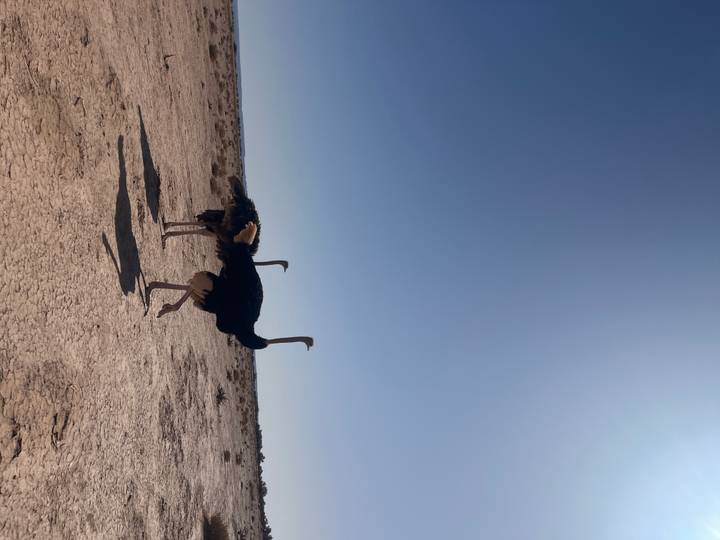 Pair of ostriches walking gracefully across arid landscape with clear blue sky backdrop.