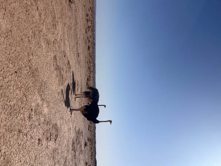 Ostriches standing alert on flat cracked desert earth beneath vast blue sky.