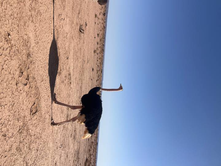 Single ostrich walking across barren desert casting long shadow on cracked earth.