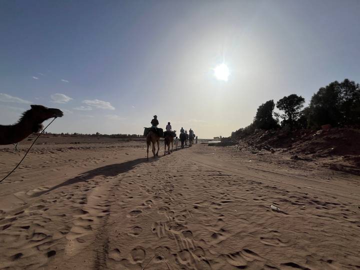 Camel caravan casting long shadows while trekking toward the sun on a desert track