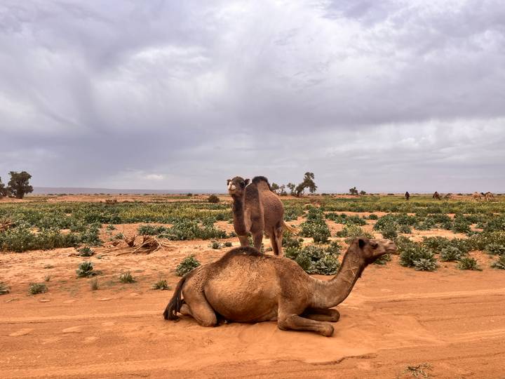 Baby camel stands playfully on the back of a resting adult camel in a semi-arid landscape