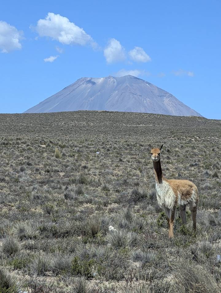 Vicuña stands on scrubby plateau with snow-capped Misti volcano rising behind