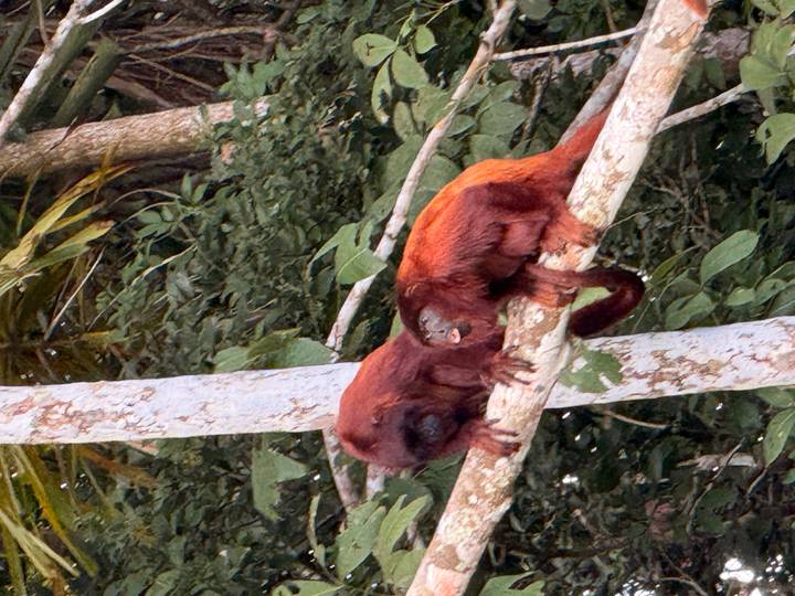 Two russet-colored monkeys perched side by side on a tree branch in a lush rainforest canopy.