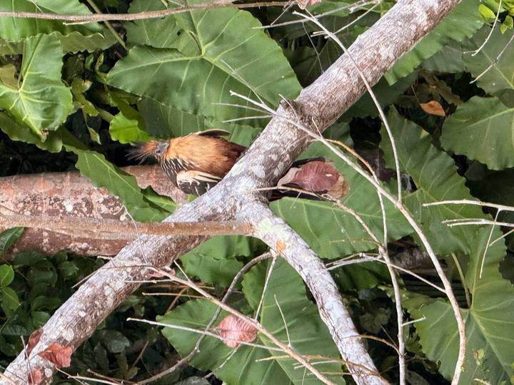 A colorful bird with a spiky crest clings to a branch amid broad green jungle leaves.