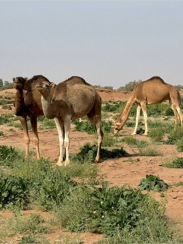 Three camels graze on sparse greenery in a semi-arid desert landscape.