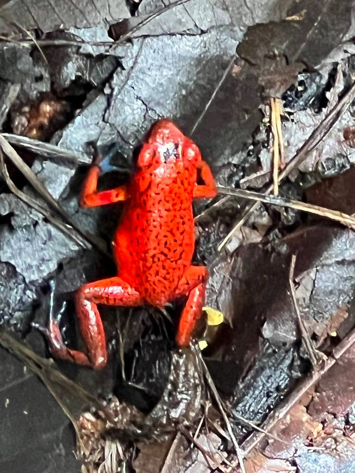Close-up of a bright red poison dart frog resting on moist jungle ground and leaves.