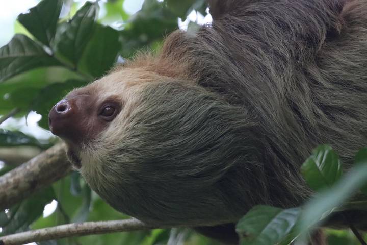 A sloth hanging upside-down among green leaves, its face and fur clearly visible.
