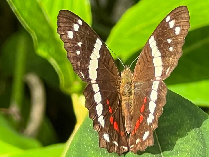 Close-up of a butterfly with brown wings marked by white and red spots sitting on a leaf.