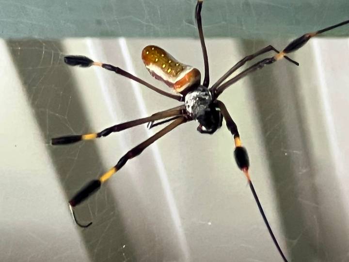 Macro photograph of a spider on its web inside a shaded area, metallic green background.