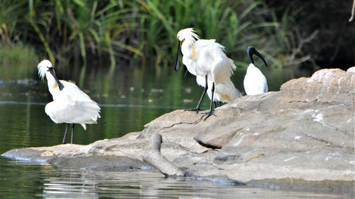 White spoonbill birds standing on a rock ledge beside calm backwater surrounded by greenery.