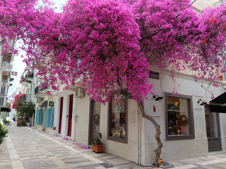Quiet pedestrian lane shaded by vibrant pink bougainvillea in Greek old town.