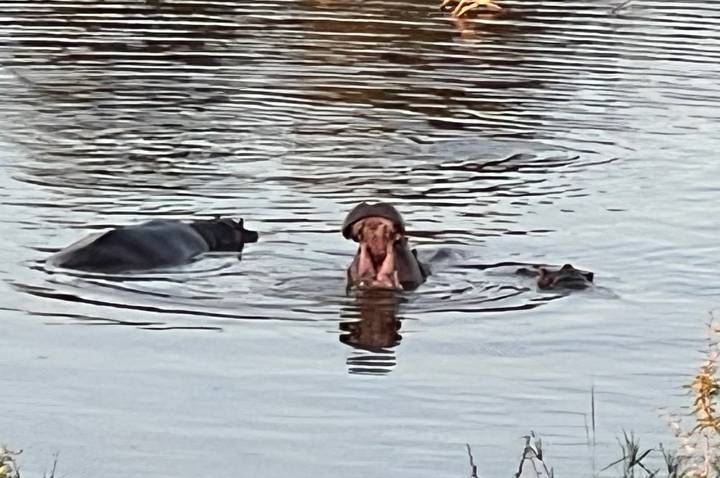 Three hippos partially submerged in a rippling river with one yawning.