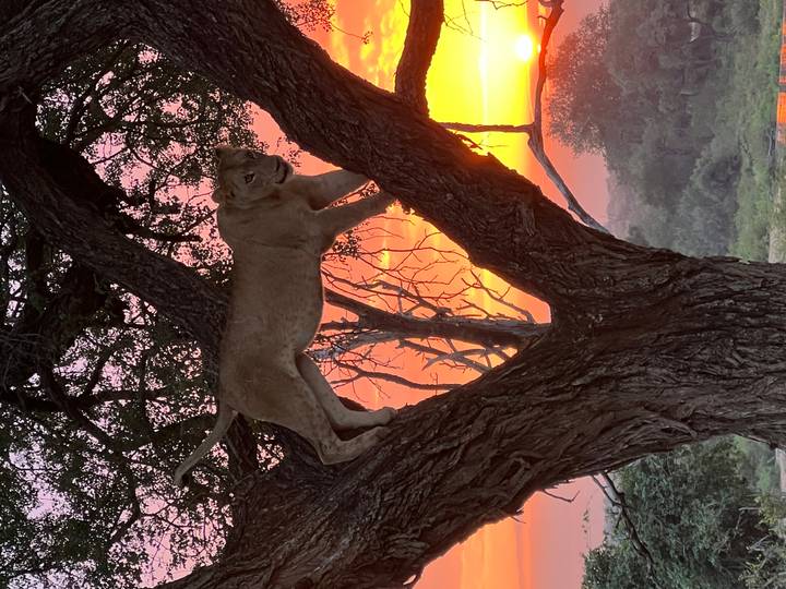 Lioness perched in the fork of a large tree with a fiery sunset glowing in the background