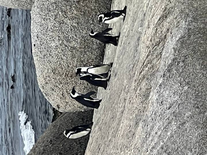African penguins standing and waddling on large granite boulders beside the ocean surf
