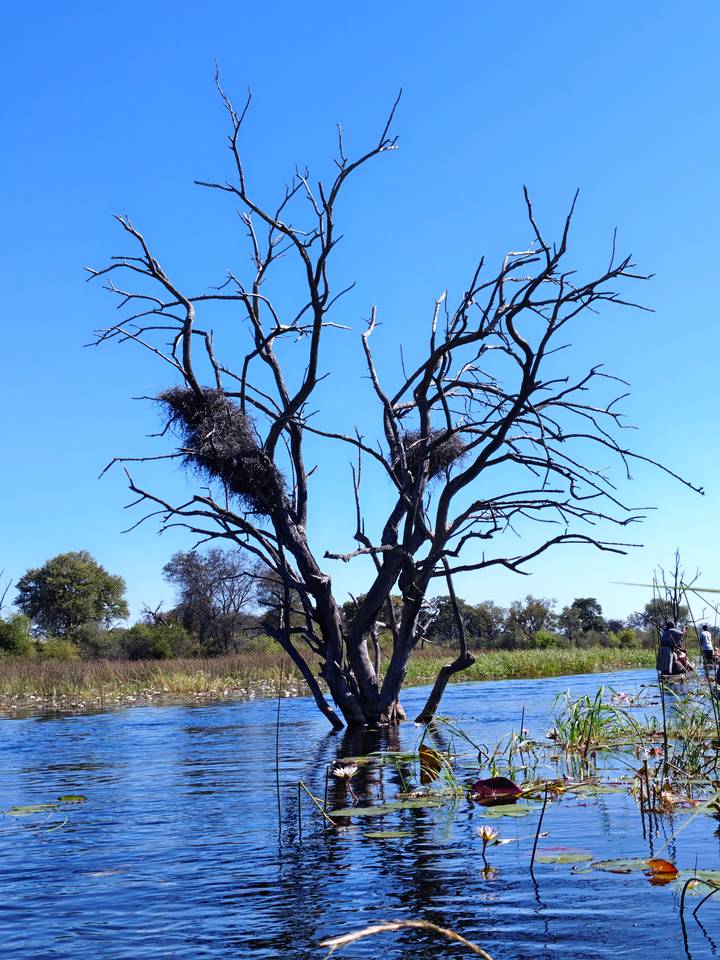 Leafless tree with large bird nests rising above grassy wetland under clear blue sky; observers at right.