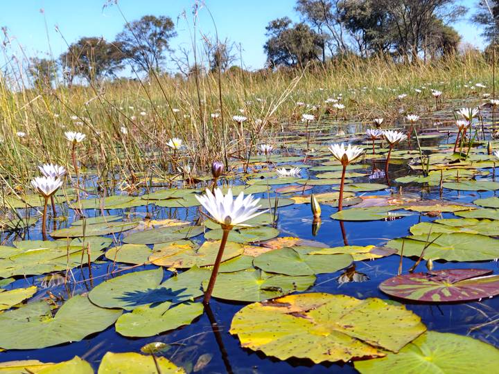 Field of white water lilies floating on clear shallow water amid tall reeds.