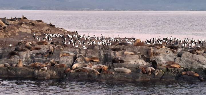 Rocky island crowded with sea lions and penguins beside tranquil water at dusk.