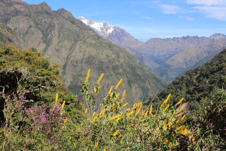 Colorful wildflowers in the foreground with rugged Andean peaks and deep valleys beyond.