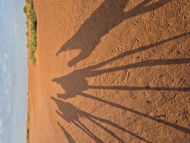 Long shadows of a camel caravan stretch across rippled desert sand in warm early light.