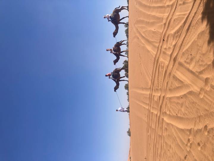Guide leads a line of tourists on camels along a sand ridge beneath a bright blue desert sky.