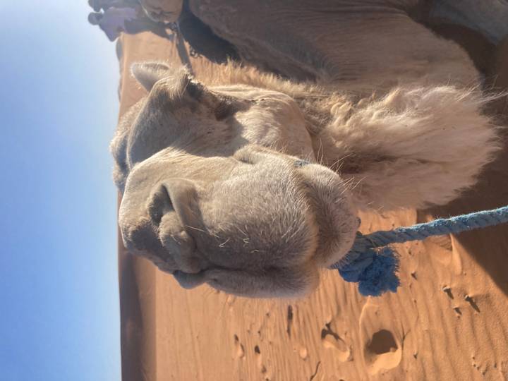 Close-up of a camel’s face with a blue rope halter, sand dunes blurred in the background.