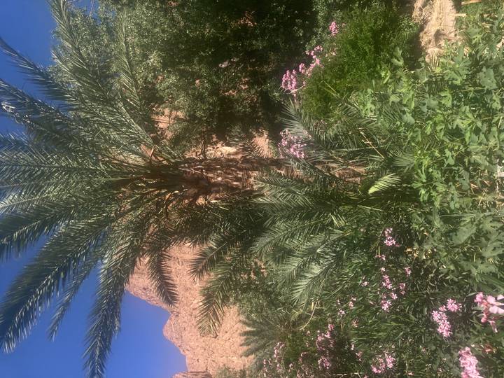 Lush green oasis with palm tree and flowering bushes set against arid rocky hills.