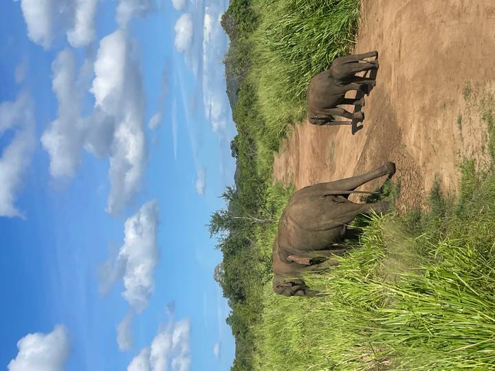 A mother elephant and her calves walk along a dirt track surrounded by lush green grasses under a bright blue sky.