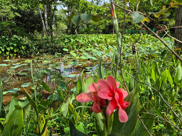Bright pink flower in soft focus with a lush pond full of green aquatic plants and trees in the background.