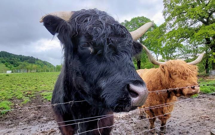 Close-up of two shaggy Highland cows standing beside a wire fence in a muddy field on a cloudy day.