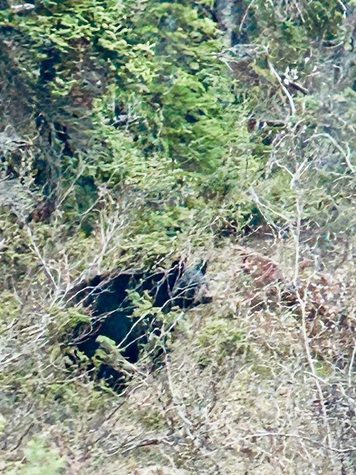 A very blurry image of dense forest vegetation.