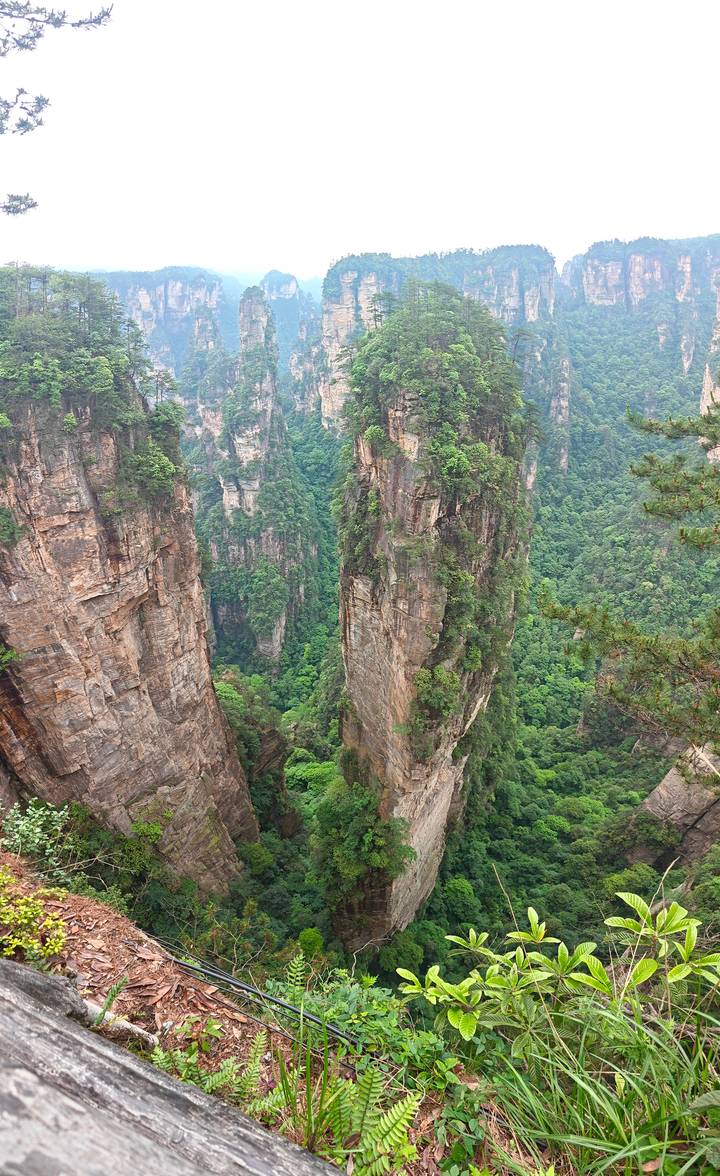 Towering sandstone pillars covered in green foliage in Zhangjiajie National Forest Park