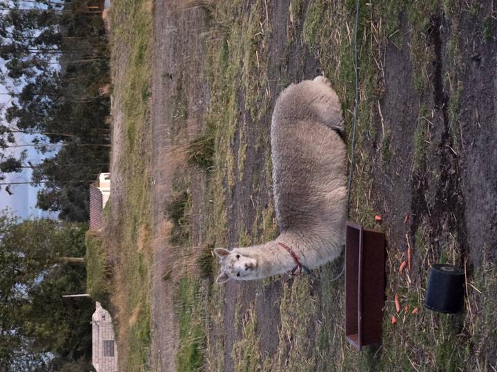 A llama or alpaca rests on the ground in a rural Andean paddock.