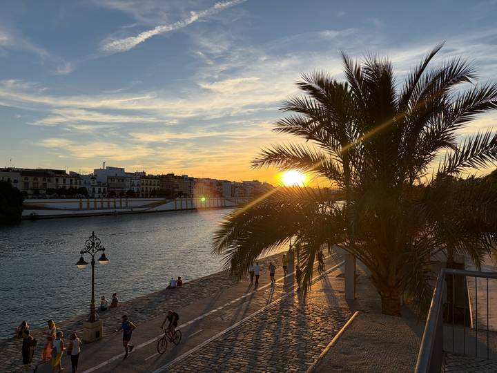Setting sun casting flare over the Guadalquivir riverwalk framed by a palm tree.