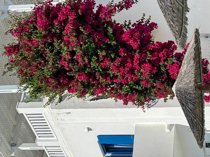 Vibrant bougainvillea climbing a white Cycladic wall in bright sunlight.