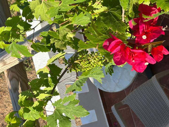 Small bunch of unripe grapes and bright pink bougainvillea flowers on a sunny terrace.