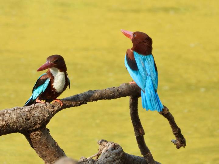 Pair of white-throated kingfishers on a branch with vivid turquoise wings and chestnut heads.