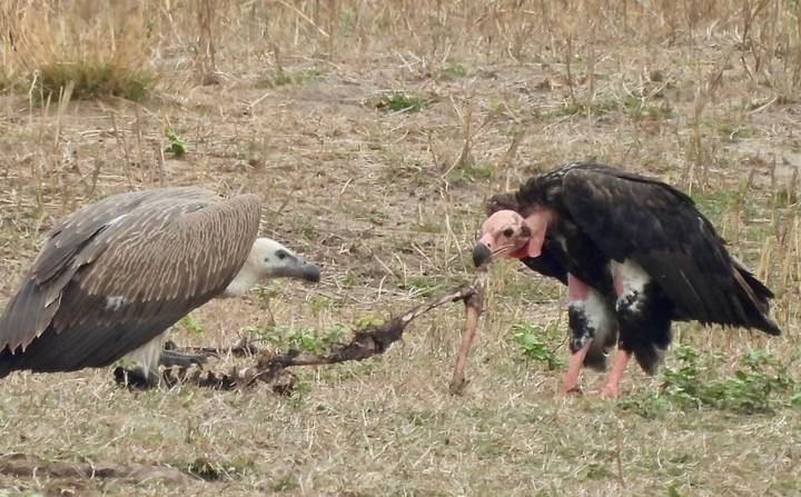 Two vultures squabbling over carrion on dry grassland.