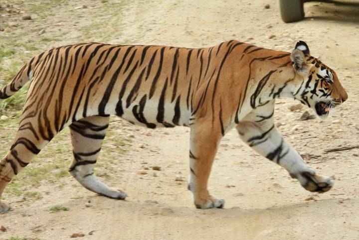 Bengal tiger striding along a dirt track in profile view.