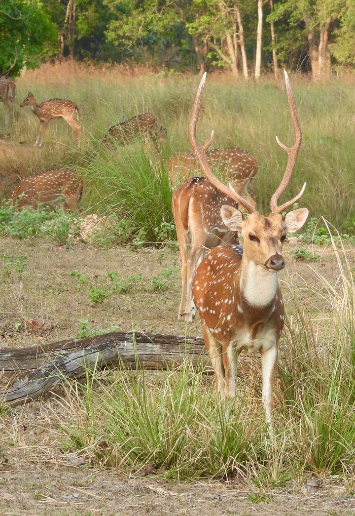 Male spotted deer with antlers standing alert among tall grasses.