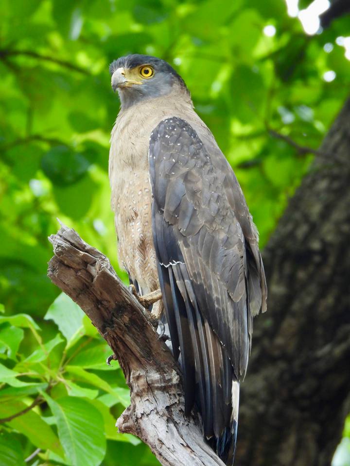 Crested serpent eagle perched on a branch with mottled plumage against leafy background.