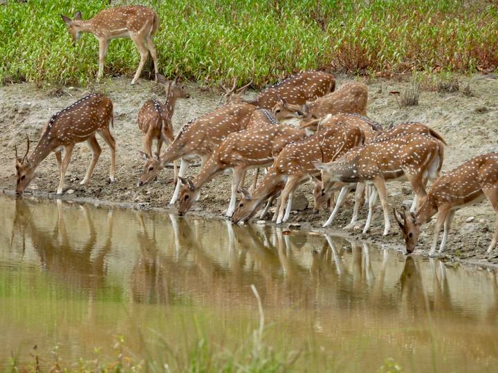 Herd of spotted deer drinking at a reflective waterhole along a muddy bank.
