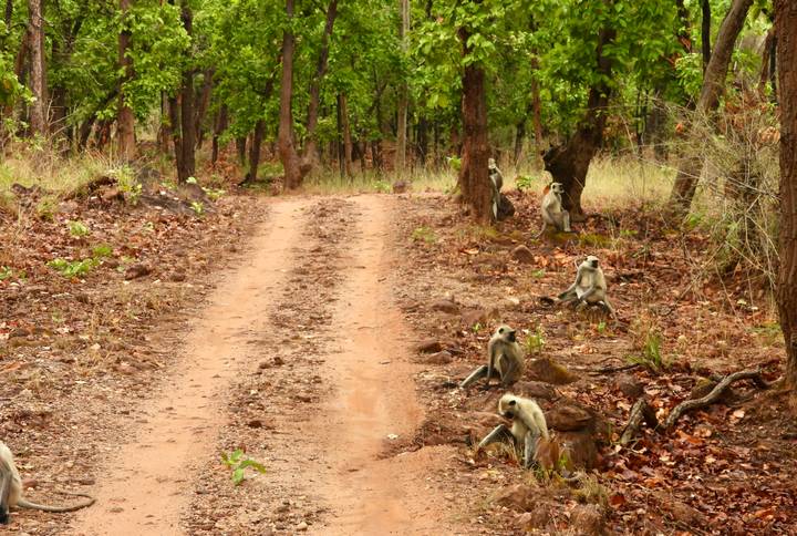 Langur monkeys sitting beside a dirt track in a dry forest clearing.